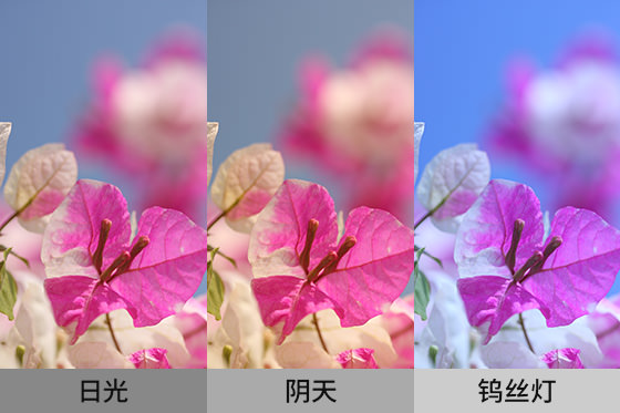 不同白平衡的照片色調對比實例。